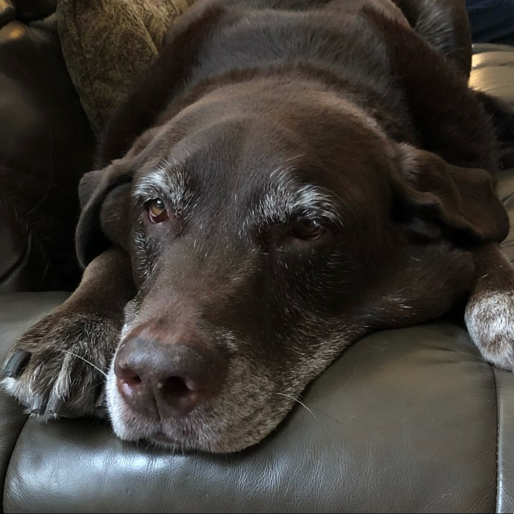 Meet your Posher, Joseph